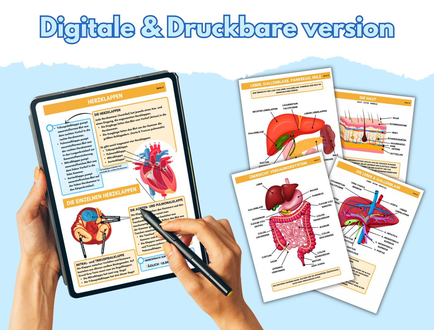 Anatomie der Organe Vol. 2